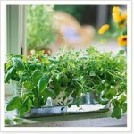 article_herb_gardening